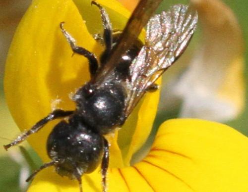 Hoplitis leucomelana